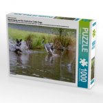 Ein Motiv aus dem Kalender Spaziergang am See Australian Cattle Dogs (Puzzle)