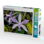 Cattleya violacea rosea anelata (Puzzle)