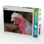 CALVENDO Puzzle Rosakakadu 1000 Teile Lege-Größe 64 x 48 cm Foto-Puzzle Bild von Martina Berg