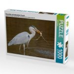 CALVENDO Puzzle Graureiher mit erbeutetem Frosch 1000 Teile Lege-Größe 64 x 48 cm Foto-Puzzle Bild von Wilfried Martin