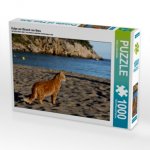 Katze am Strand von Ibiza (Puzzle)