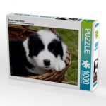Border Collie Welpe (Puzzle)