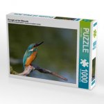 Eisvogel auf der Sitzwarte (Puzzle)