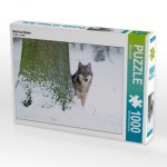 CALVENDO Puzzle Wolf im Winter 1000 Teile Lege-Größe 64 x 48 cm Foto-Puzzle Bild von Wilfried Martin