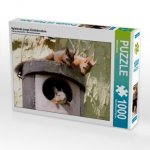 CALVENDO Puzzle Spielende junge Eichhörnchen 1000 Teile Lege-Größe 64 x 48 cm Foto-Puzzle Bild von Wilfried Martin