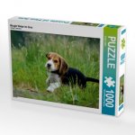 Beagle Welpe im Gras (Puzzle)