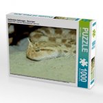 CALVENDO Puzzle Gefährliche Schlangen - Hornviper 1000 Teile Lege-Größe 64 x 48 cm Foto-Puzzle Bild von Michael Herzog