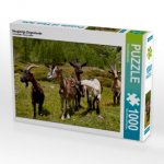 Neugierige Ziegenherde (Puzzle)