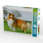 Ein Motiv aus dem Kalender Sheltie 2017 (Puzzle)