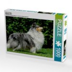 Ein Motiv aus dem Kalender Sheltie 2017 (Puzzle)