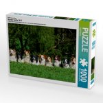Ein Motiv aus dem Kalender Border Collie 2017 (Puzzle)