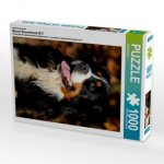Ein Motiv aus dem Kalender Berner Sennenhund 2017 (Puzzle)