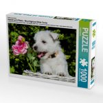 Ein Motiv aus dem Kalender Kobold auf 4 Pfoten - West Highland White Terrier (Puzzle)
