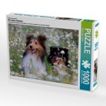 Ein Motiv aus dem Kalender Wir lieben Shelties (Puzzle)