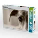 Ein Motiv aus dem Kalender Galgo eye-catcher (Puzzle)