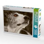 Ein Motiv aus dem Kalender Galgo eye-catcher (Puzzle)