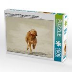 Ein Bild aus dem Kalender Magyar Vizsla 2017 / UK-Version (Puzzle)