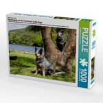 Ein Motiv aus dem Kalender Spaziergang am See Australian Cattle Dogs (Puzzle)