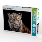 Ein junger Tiger nach dem Wasserbad (Puzzle)