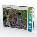 Blickkontakt mit Leopard, Afrika (Puzzle)