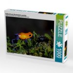 Erdbeerfrosch (Dendrobates pumilio) (Puzzle)