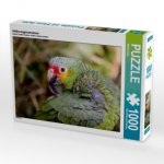 Gelbwangenamazone (Puzzle)