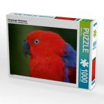 Edelpapagei (Weibchen) (Puzzle)