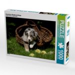 Australian Shepherd-Welpe (Puzzle)