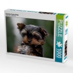 Yorkshire-Terrier Welpe (Puzzle)