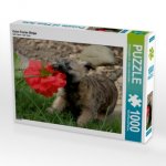 Cairn Terrier Welpe (Puzzle)