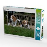 Beagle-Welpen (Puzzle)