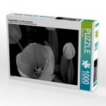 Tulpenblüten in schwarz/weiss (Puzzle)