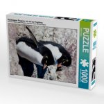 Rockhopper Pinguine, Isla de los Pingüinos (Puzzle)