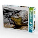 Brillenkaiman (Caiman crocodilus) (Puzzle)