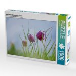 Schachbrettblumen in Ziesar (Puzzle)