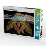 Tussaspinner Antheraea mylitta, Asien (Puzzle)