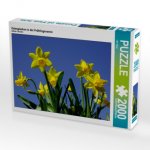 Osterglocken in der Frühlingssonne (Puzzle)
