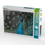 Stolzer Pfau (Puzzle)