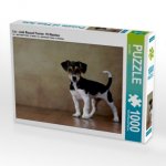 Liu - Jack Russell Terrier, 10 Wochen (Puzzle)