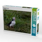Papageientaucher (Puzzle)