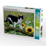Schwarz-weiße Katze mit Sonnenblumen (Puzzle)