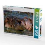 CALVENDO Puzzle Flusspferde - Revierkampf 1000 Teile Lege-Größe 64 x 48 cm Foto-Puzzle Bild von Michael Herzog