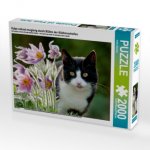 Katze schaut neugierig durch Blüten der Küchenschellen (Puzzle)