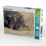 CALVENDO Puzzle Flusspferde - Sonnenbad 1000 Teile Lege-Größe 64 x 48 cm Foto-Puzzle Bild von Michael Herzog