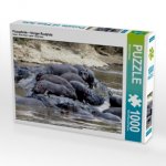 CALVENDO Puzzle Flusspferde - felsiger Rastplatz 1000 Teile Lege-Größe 64 x 48 cm Foto-Puzzle Bild von Michael Herzog