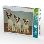 Drei Terrierhippies (Puzzle)