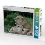 CALVENDO Puzzle Löwen - Mutterglück 1000 Teile Lege-Größe 64 x 48 cm Foto-Puzzle Bild von Michael Herzog