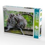 Makaken (Puzzle)