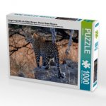 Junge Leopardin am frühen Morgen, Moremi Game Reserve (Puzzle)