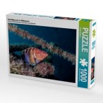 Schriftbarsch im Mittelmeer (Puzzle)